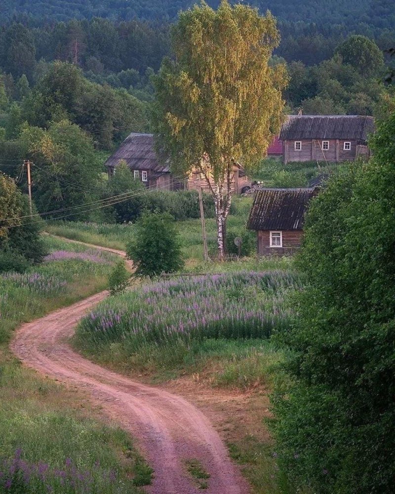 Лес деревня