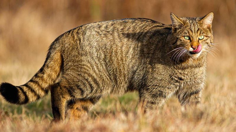 Европейский лесной кот камышовый