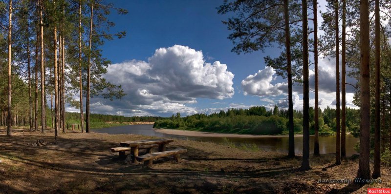 Лес нижегородской области