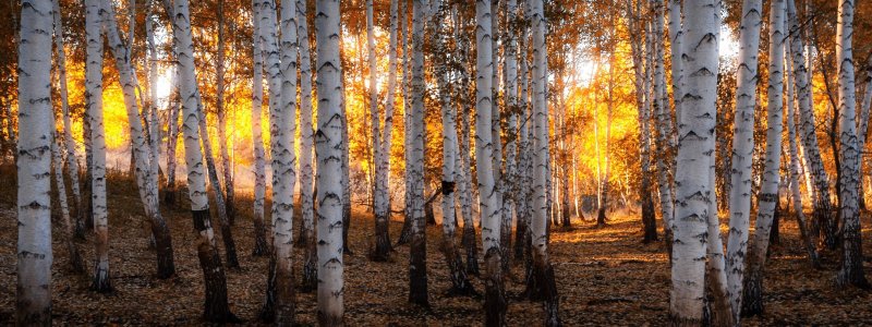 Березовая роща панорама