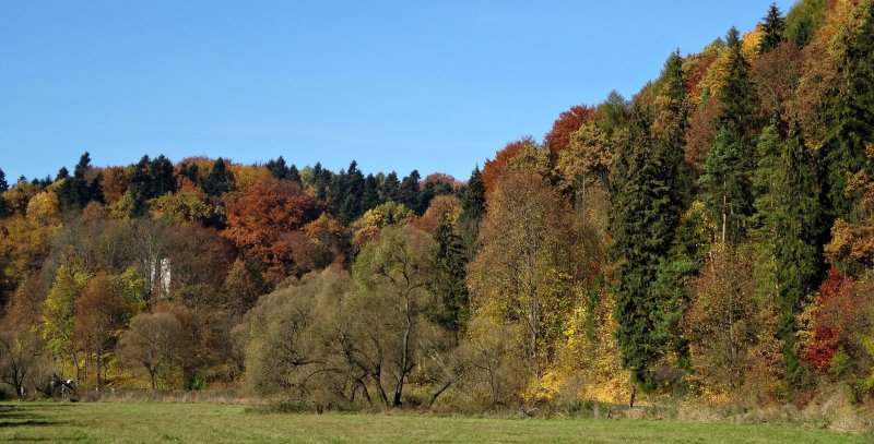 Сарматский смешанный лес