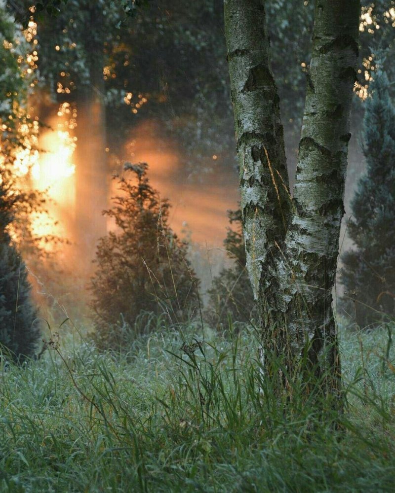 Летнее утро в лесу