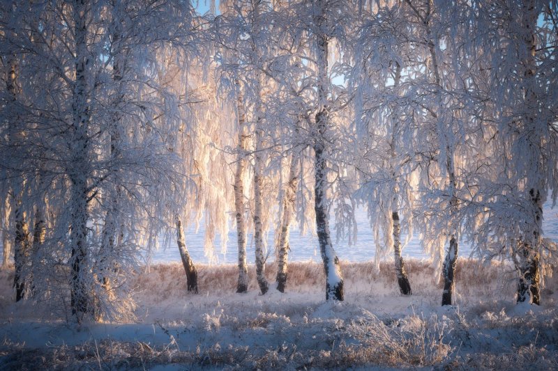 Зимний лес березы