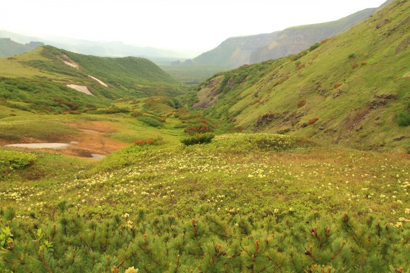 Лиственничный лес камчатка