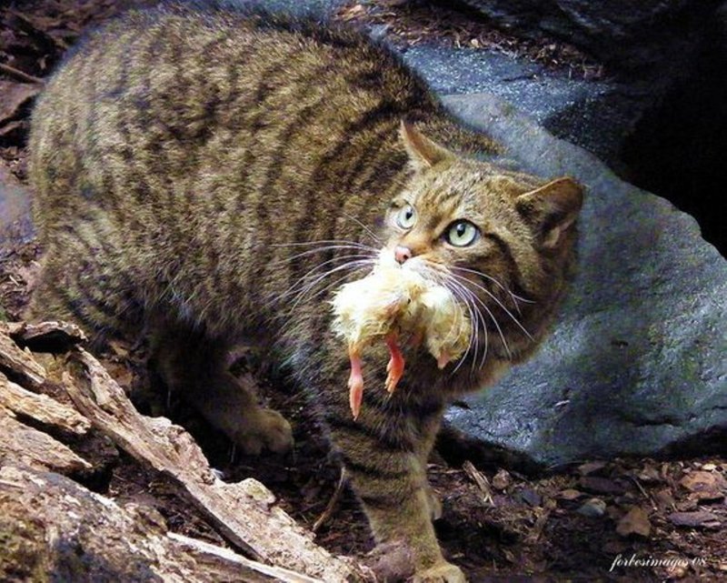 Европейский лесной кот камышовый