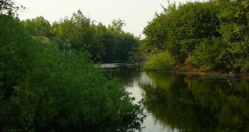 Дьяковский лес краснокутский район