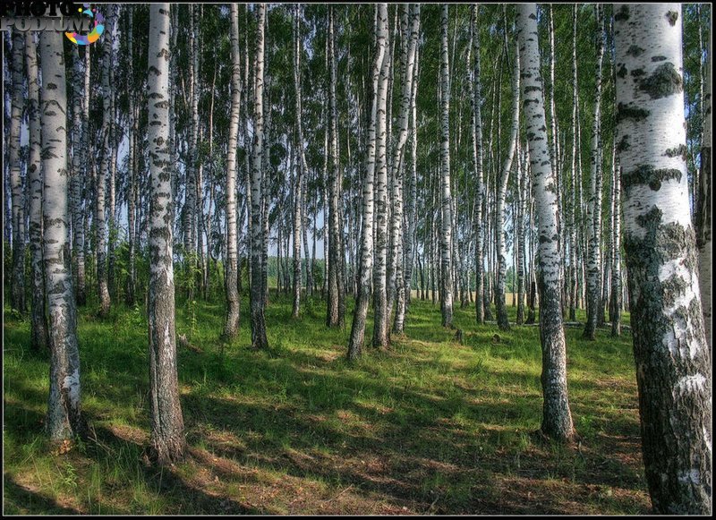 Березовая роща горно алтайск