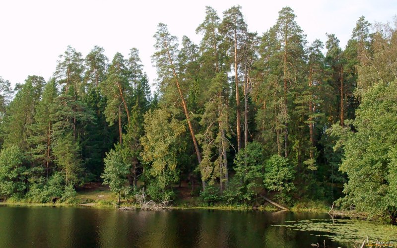 Лес нижегородской области