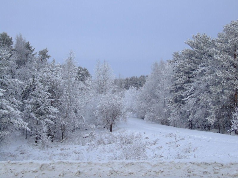 Зимняя лесная опушка