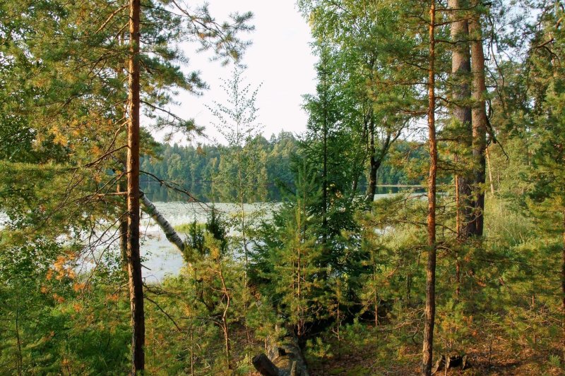 Лес нижегородской области