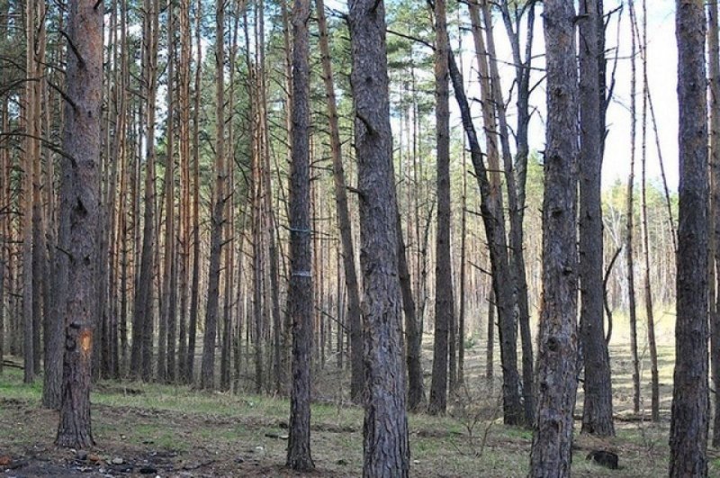 Сосновый лес в воронежской области