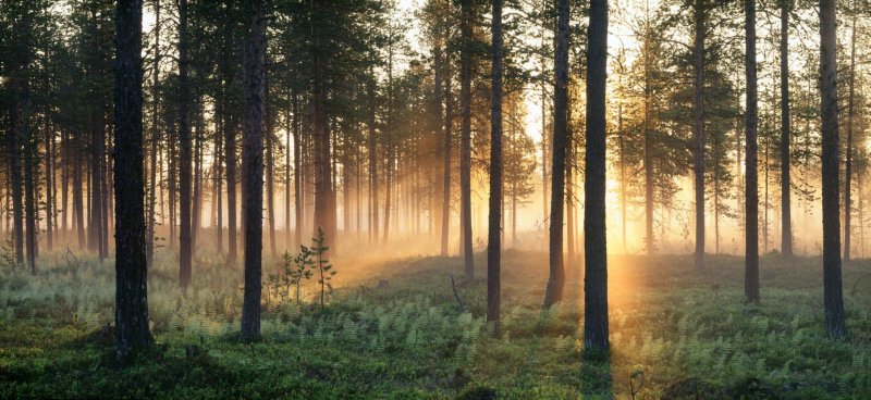 Панорама леса