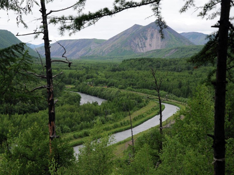 Лиственничный лес камчатка