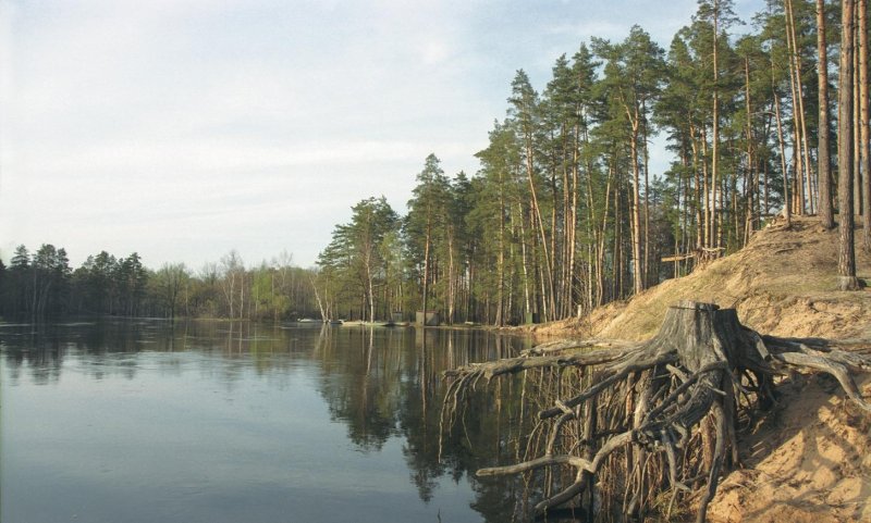 Заповедник бушковский лес