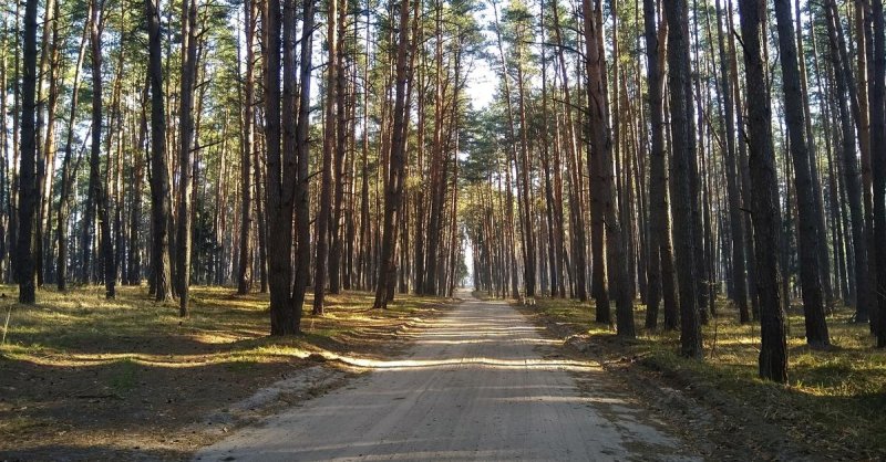 Ромашковский лес москва