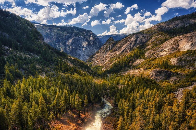 Бореальные леса северной америки