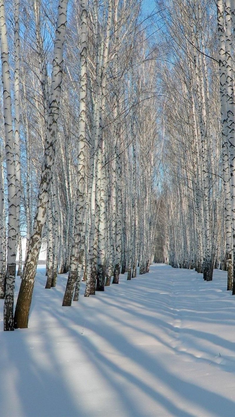 Зимний лес березы