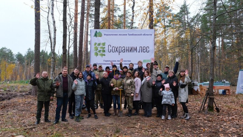 Лес тамбовской области