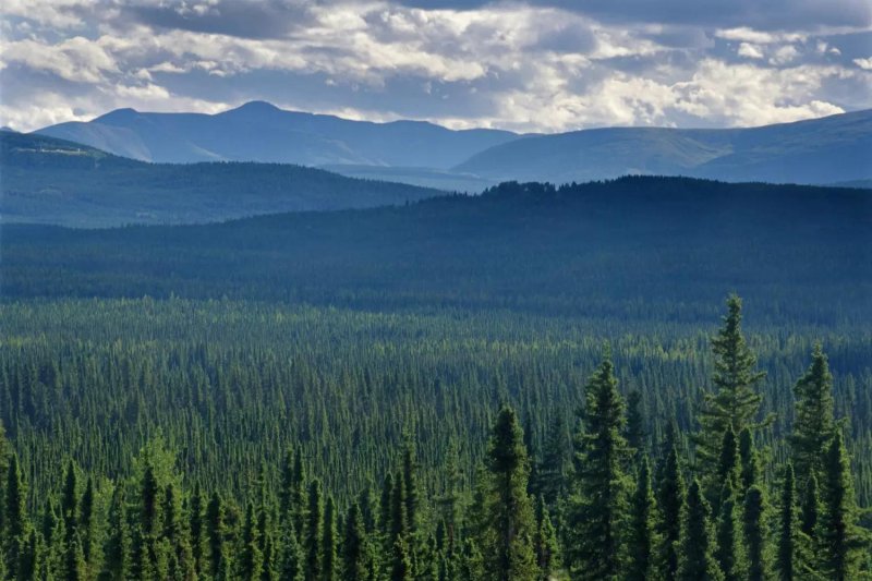 Бореальные леса северной америки