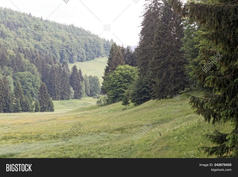 Тюрингский лес в германии