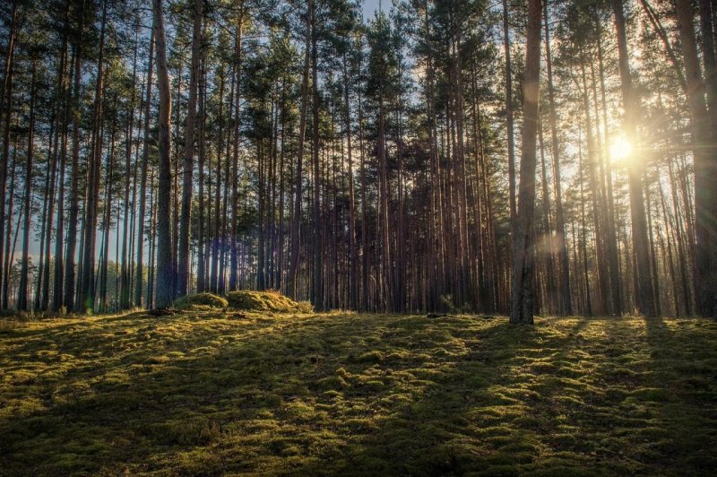 Лес тверская область