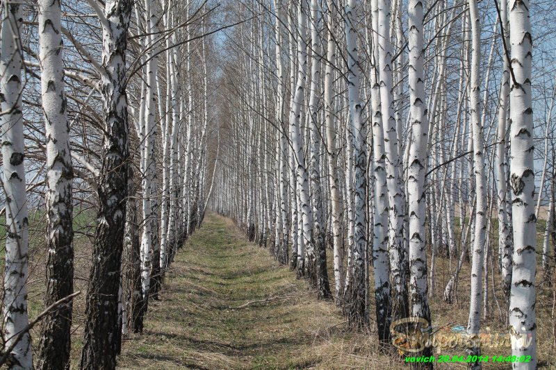 Березовая роща калужская область