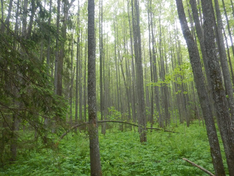 Заповедник бушковский лес