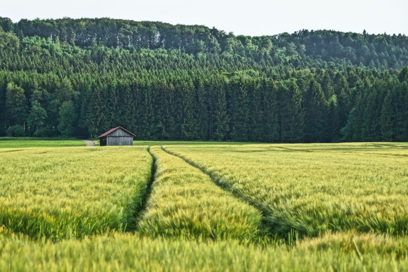 Лес с полем