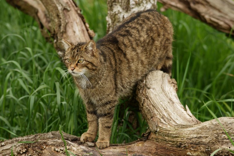 Шотландская лесная кошка