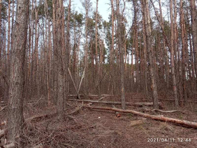 Парк северный лес воронеж