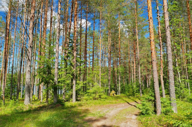 Леса ленинградской области