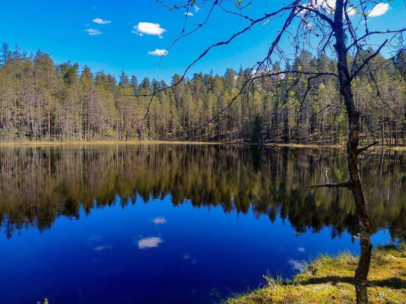 Лесное озеро в ленинградской области