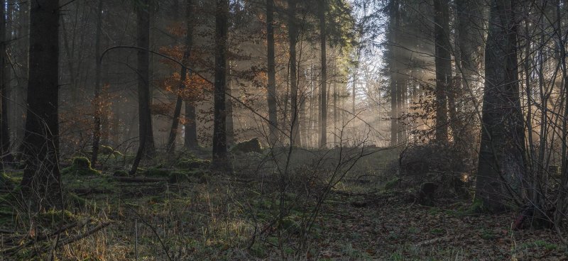 Салманов утро в лесу