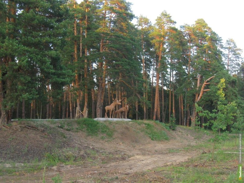 Лес тамбовской области