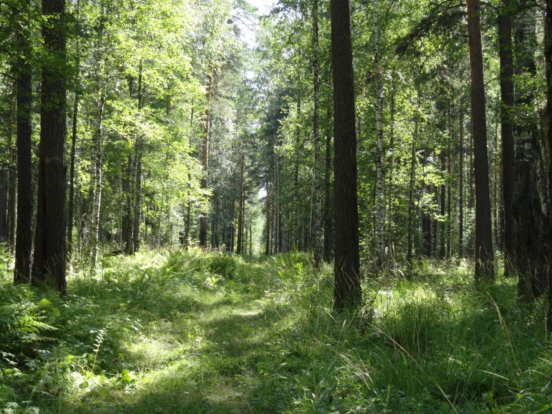 Лес нижегородской области