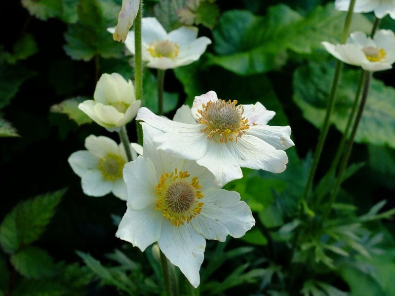 Анемона лесная anemone sylvestris