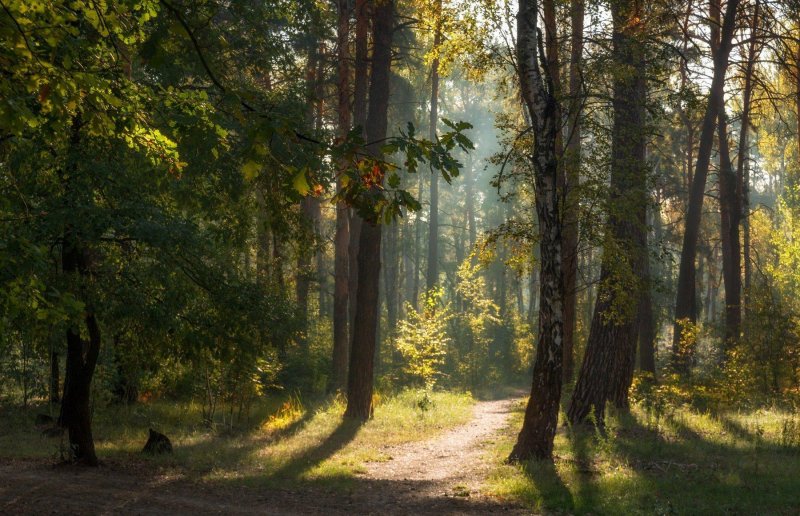 Сосновый бор саратов лес