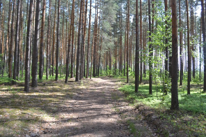 Заказник черустинский лес