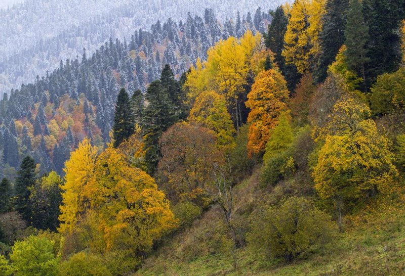 Леса кавказа