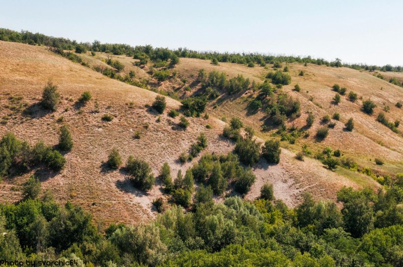 Байрачные леса ростовской области