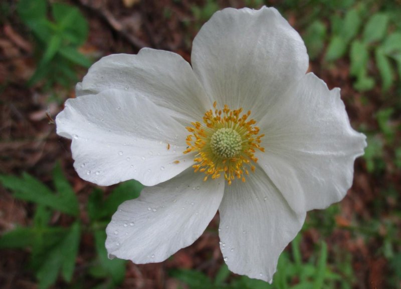 Анемона лесная anemone sylvestris