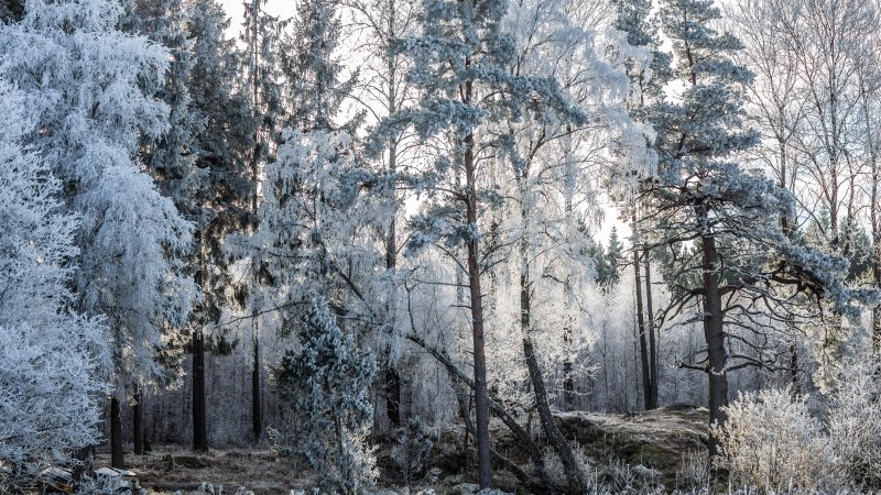 Деревья в зимнем лесу