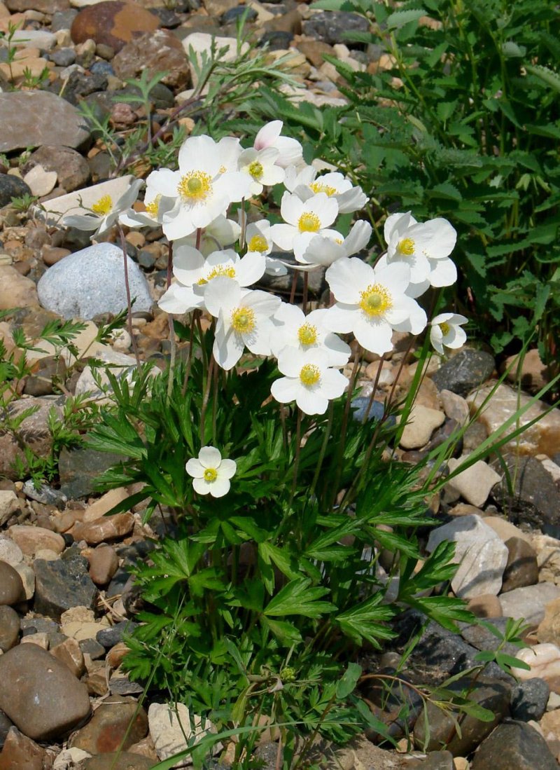 Анемона лесная anemone sylvestris