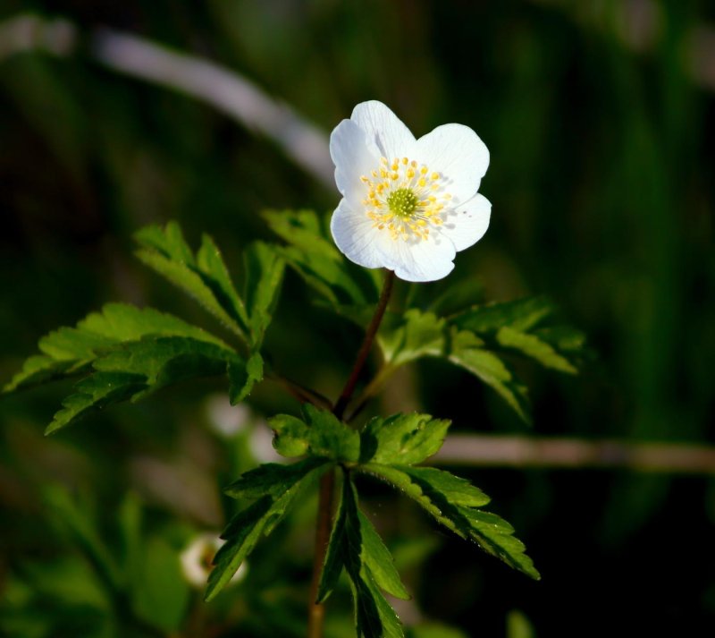 Анемона лесная anemone sylvestris