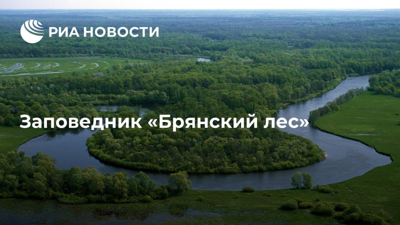 Брянск заповедник брянский лес