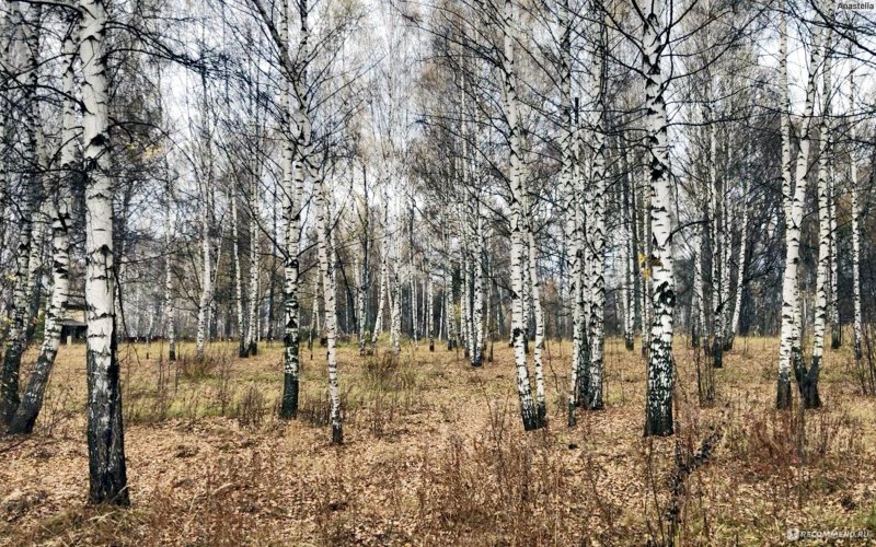 Березовая роща калужская область