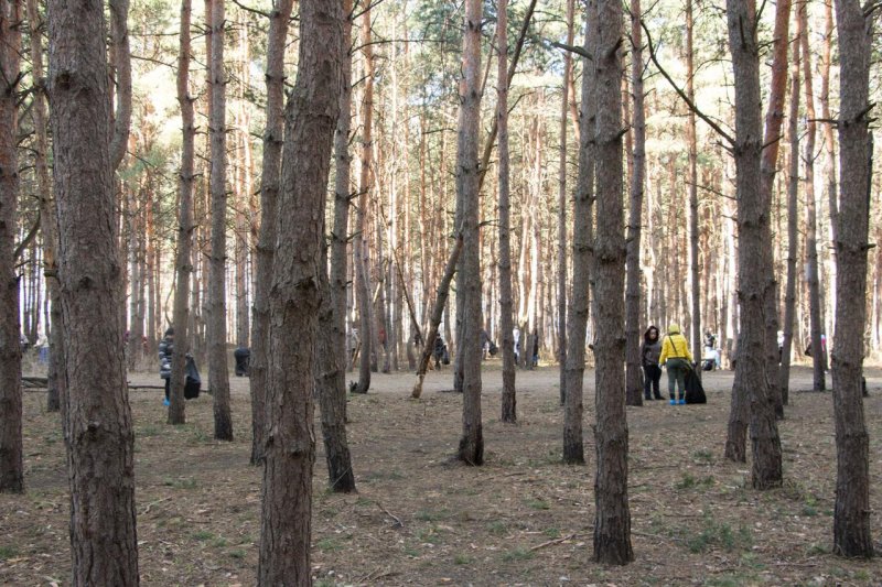 Парк северный лес воронеж