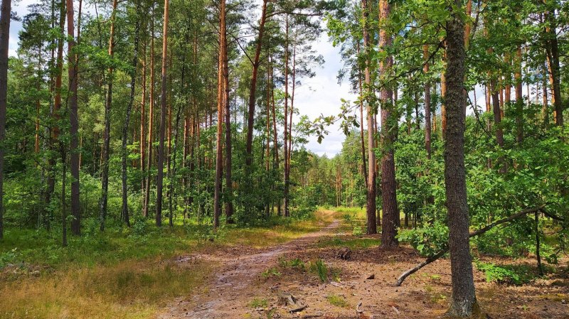 Лес новгородской области