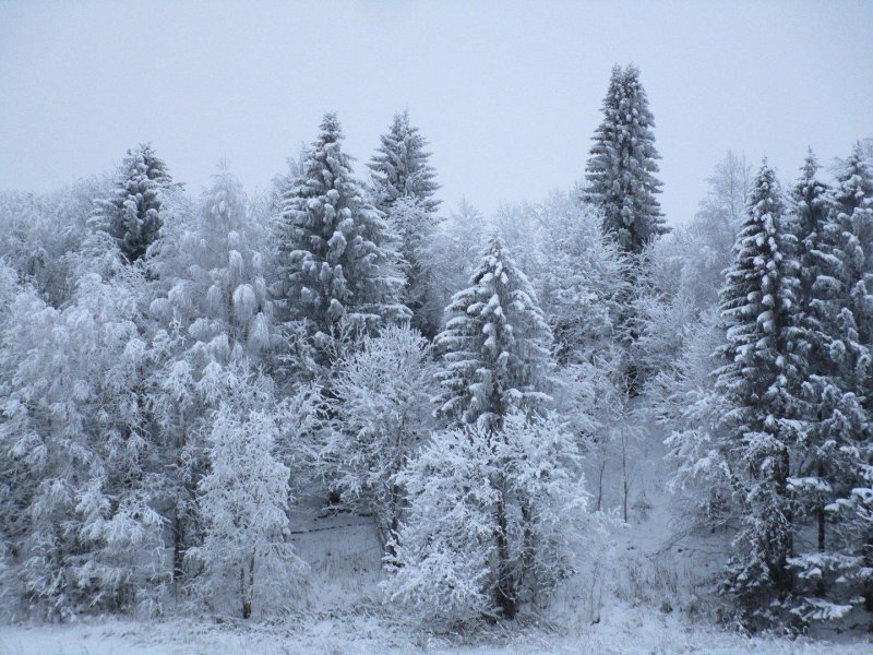 Лес в декабре