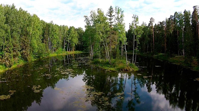 Леса ярославской области